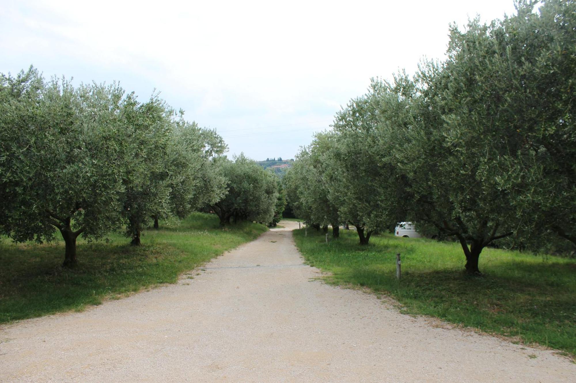 Agriturismo Spigolo Avesa ภายนอก รูปภาพ