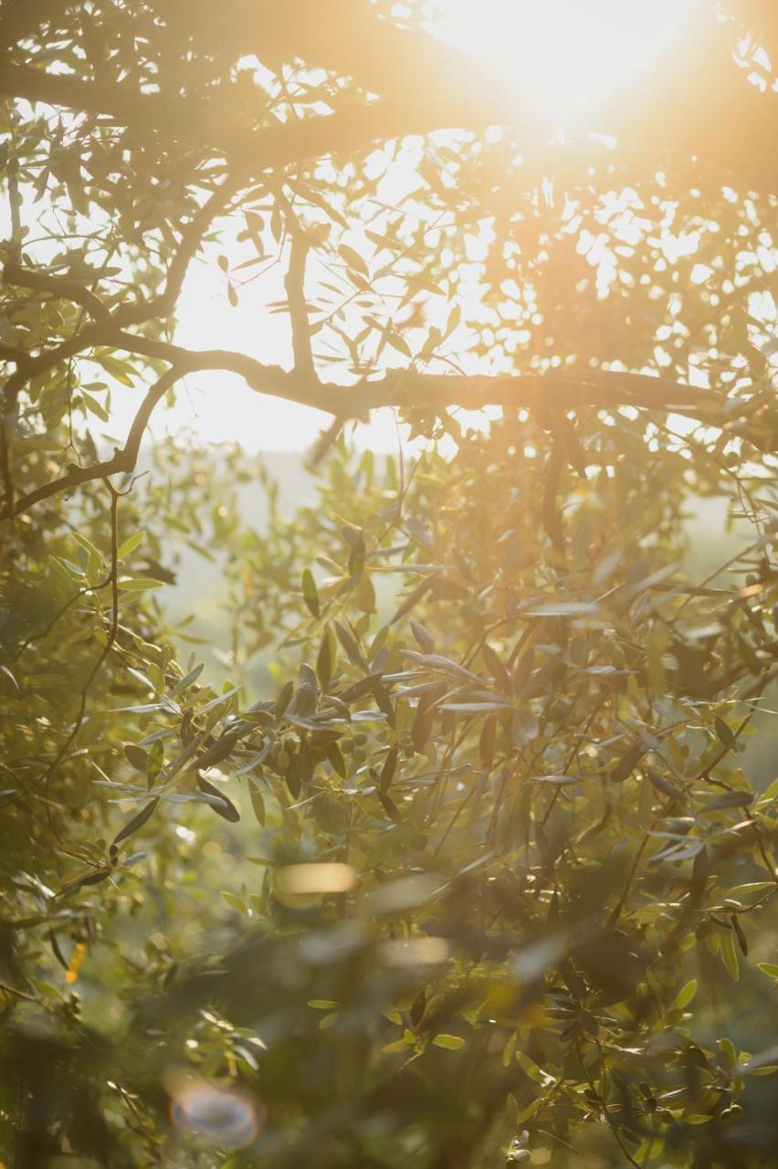 Agriturismo Spigolo Avesa ภายนอก รูปภาพ