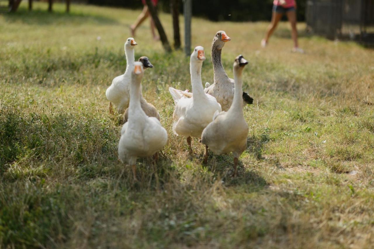 Agriturismo Spigolo Avesa ภายนอก รูปภาพ